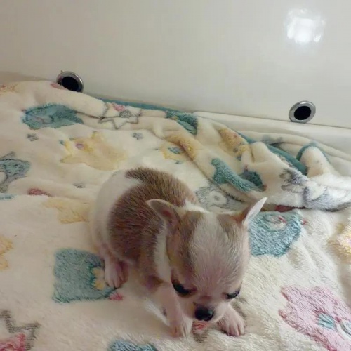 �`�����i�X���[�X�j�̎q���iID:1261811072�j��3���ڂ̎ʐ^/�X�V��:2026-01-13