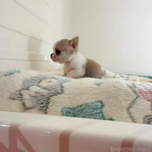 �`�����i�X���[�X�j�̎q���iID:1261811072�j��4���ڂ̎ʐ^/�X�V��:2026-01-13