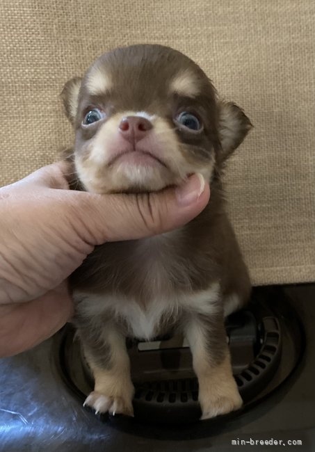 チワワ（ロング）の子犬（ID:1262311016）の1枚目の写真/更新日:2021-11-08