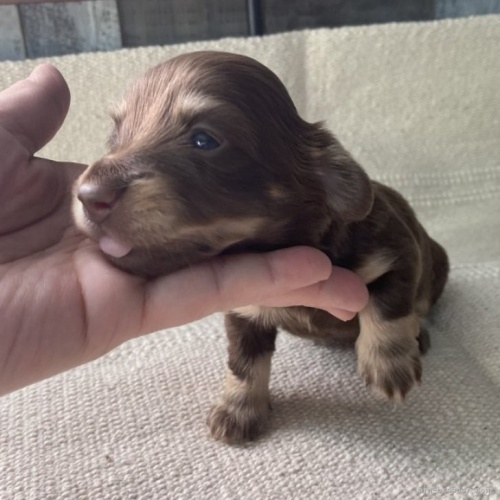 チワワ（ロング）の子犬（ID:1262311026）の1枚目の写真/更新日:2021-09-28