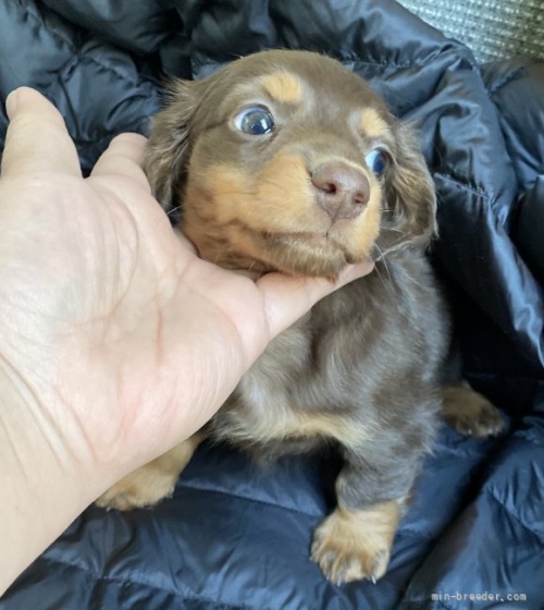 ミニチュアダックスフンド（ロング）の子犬（ID:1262311028）の3枚目の写真/更新日:2022-01-26