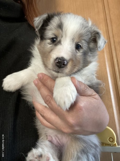 シェットランドシープドッグの子犬（ID:1262311032）の3枚目の写真/更新日:2022-01-13