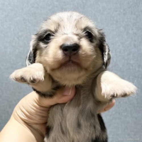 カニンヘンダックスフンド（ロング）の子犬（ID:1262311050）の1枚目の写真/更新日:2023-05-26
