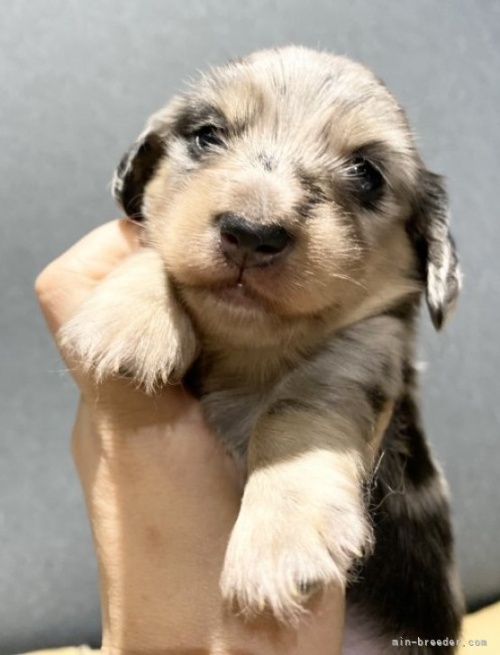 カニンヘンダックスフンド（ロング）の子犬（ID:1262311050）の3枚目の写真/更新日:2023-05-26