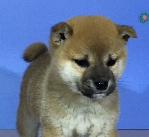 �Č��̎q���iID:1262511002�j��1���ڂ̎ʐ^/�X�V��:2016-04-18