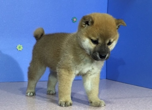 �Č��̎q���iID:1262511002�j��2���ڂ̎ʐ^/�X�V��:2016-04-18