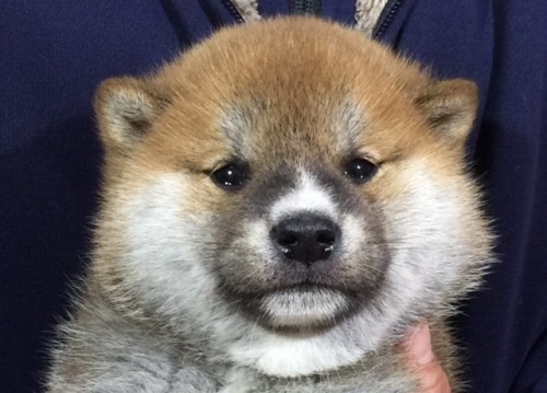 �Č��̎q���iID:1262511004�j��1���ڂ̎ʐ^/�X�V��:2016-04-18