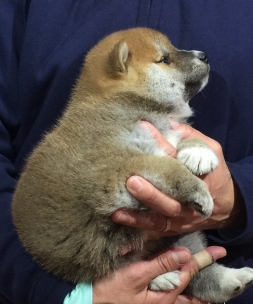 �Č��̎q���iID:1262511004�j��3���ڂ̎ʐ^/�X�V��:2016-04-18