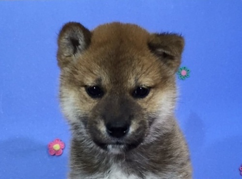 柴犬の子犬(ID:1262511005)の1枚目の写真/更新日:2016-04-18