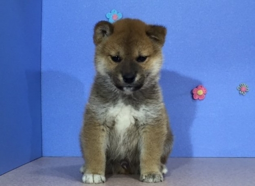 柴犬の子犬(ID:1262511005)の2枚目の写真/更新日:2016-04-18