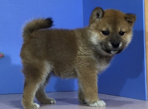 柴犬の子犬(ID:1262511005)の3枚目の写真/更新日:2016-04-18