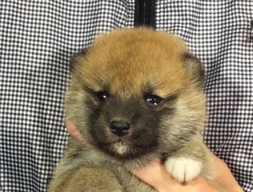 柴犬の子犬(ID:1262511006)の1枚目の写真/更新日:2016-04-18