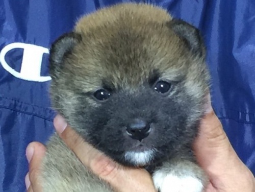 柴犬の子犬(ID:1262511007)の1枚目の写真/更新日:2016-04-18