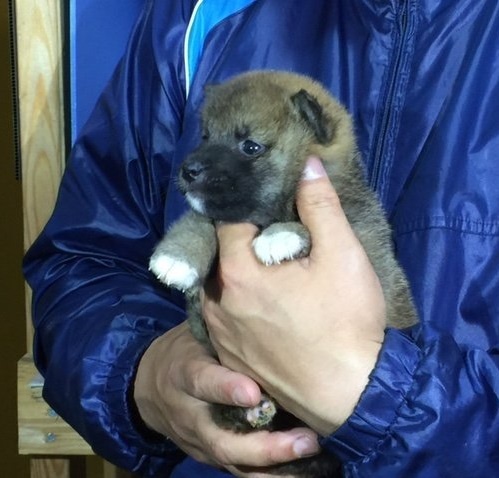 柴犬の子犬(ID:1262511007)の3枚目の写真/更新日:2016-04-18