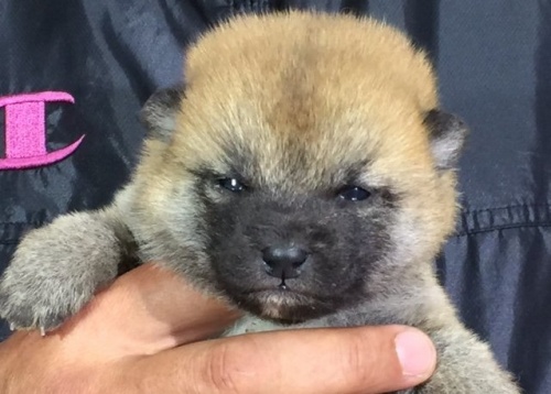 �Č��̎q���iID:1262511008�j��1���ڂ̎ʐ^/�X�V��:2016-04-18