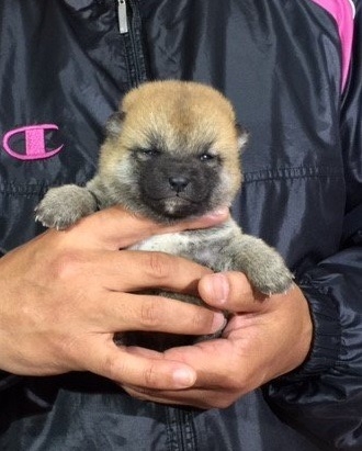 �Č��̎q���iID:1262511008�j��2���ڂ̎ʐ^/�X�V��:2016-04-18