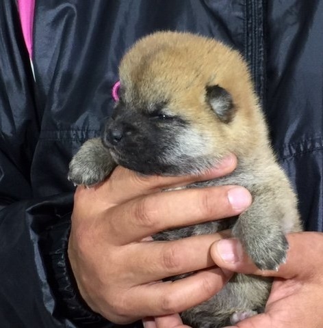 �Č��̎q���iID:1262511008�j��3���ڂ̎ʐ^/�X�V��:2016-04-18