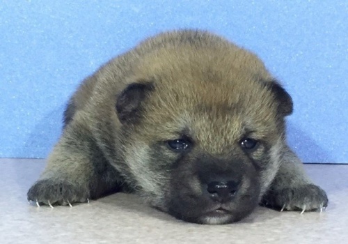 柴犬の子犬(ID:1262511009)の1枚目の写真/更新日:2016-04-18