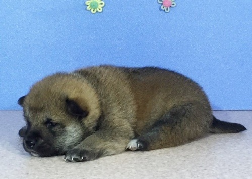 柴犬の子犬(ID:1262511009)の2枚目の写真/更新日:2016-04-18