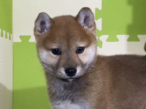 柴犬の子犬(ID:1262511010)の1枚目の写真/更新日:2016-04-19