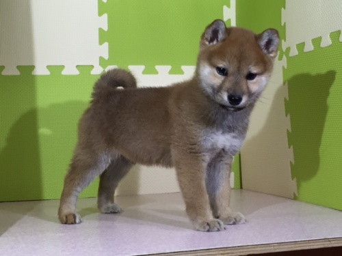 柴犬の子犬(ID:1262511010)の3枚目の写真/更新日:2016-04-19