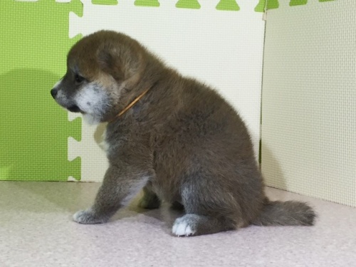 柴犬の子犬(ID:1262511011)の2枚目の写真/更新日:2016-05-01