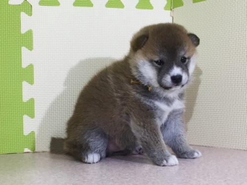 柴犬の子犬(ID:1262511011)の4枚目の写真/更新日:2016-05-01