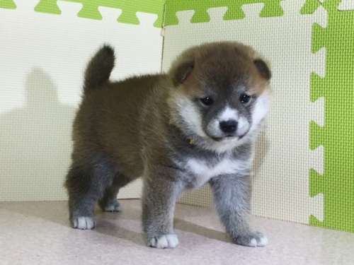 柴犬の子犬(ID:1262511011)の5枚目の写真/更新日:2016-05-01