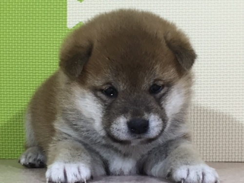 �Č��̎q���iID:1262511012�j��1���ڂ̎ʐ^/�X�V��:2016-05-01