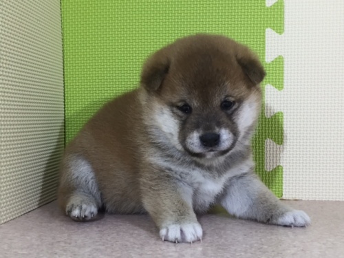 �Č��̎q���iID:1262511012�j��2���ڂ̎ʐ^/�X�V��:2016-05-01