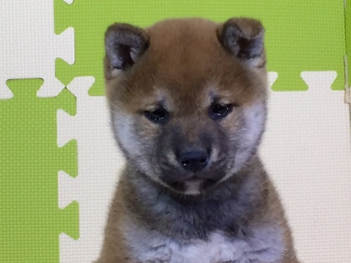 柴犬の子犬(ID:1262511013)の1枚目の写真/更新日:2016-05-06
