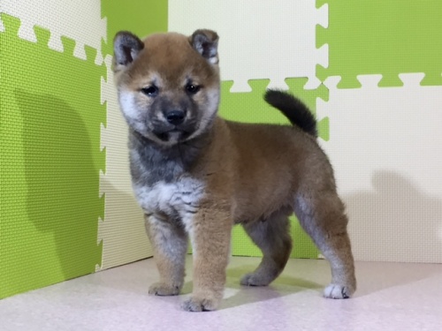 柴犬の子犬(ID:1262511013)の3枚目の写真/更新日:2016-05-06