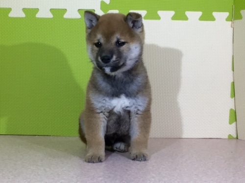 柴犬の子犬(ID:1262511013)の4枚目の写真/更新日:2016-05-06