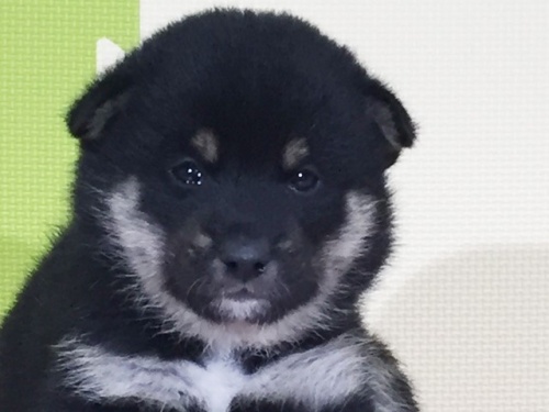 柴犬の子犬(ID:1262511014)の1枚目の写真/更新日:2016-05-06