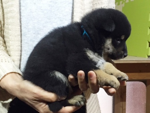 柴犬の子犬(ID:1262511014)の3枚目の写真/更新日:2016-05-06