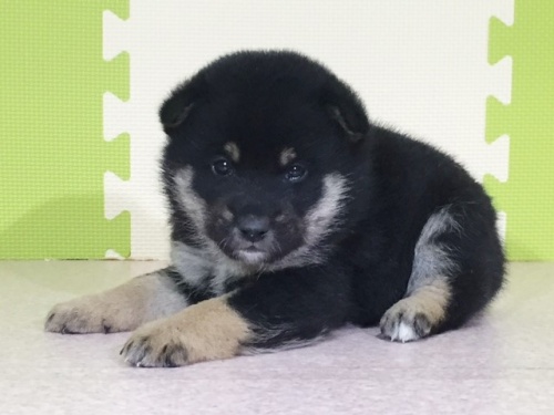 柴犬の子犬(ID:1262511014)の5枚目の写真/更新日:2016-05-06