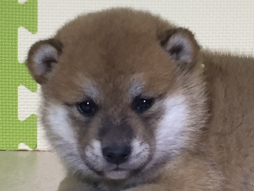 柴犬の子犬(ID:1262511015)の1枚目の写真/更新日:2016-05-07