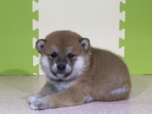 柴犬の子犬(ID:1262511015)の2枚目の写真/更新日:2016-05-07