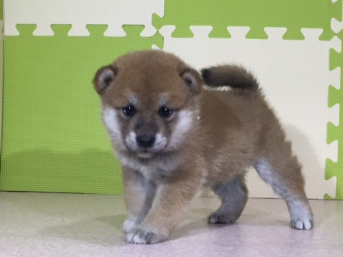 柴犬の子犬(ID:1262511015)の4枚目の写真/更新日:2016-05-07