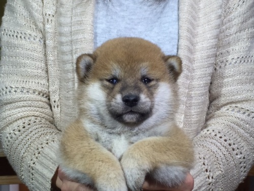 柴犬の子犬(ID:1262511015)の5枚目の写真/更新日:2016-05-07