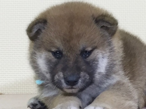 柴犬の子犬(ID:1262511016)の1枚目の写真/更新日:2016-05-07