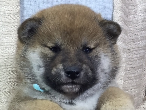 柴犬の子犬(ID:1262511016)の2枚目の写真/更新日:2016-05-07