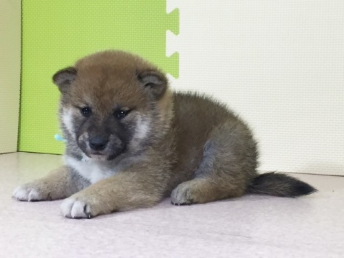 柴犬の子犬(ID:1262511016)の3枚目の写真/更新日:2016-05-07