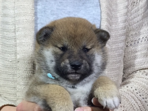 柴犬の子犬(ID:1262511016)の4枚目の写真/更新日:2016-05-07