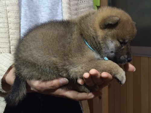 柴犬の子犬(ID:1262511016)の5枚目の写真/更新日:2016-05-07