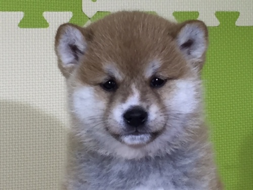 柴犬の子犬(ID:1262511017)の1枚目の写真/更新日:2016-05-19