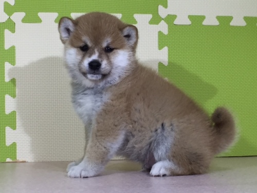 柴犬の子犬(ID:1262511017)の2枚目の写真/更新日:2016-05-19