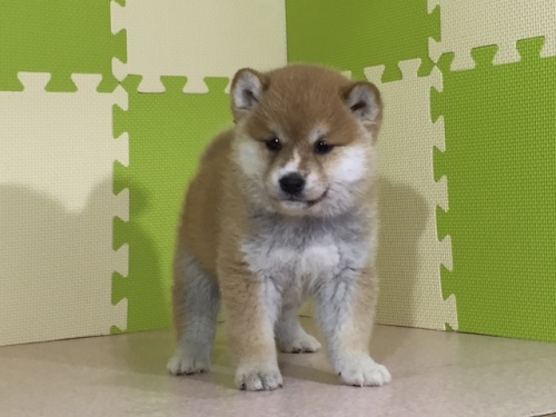 柴犬の子犬(ID:1262511017)の3枚目の写真/更新日:2016-05-19