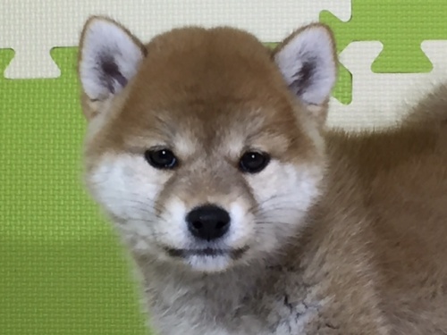 柴犬の子犬(ID:1262511018)の1枚目の写真/更新日:2016-05-16