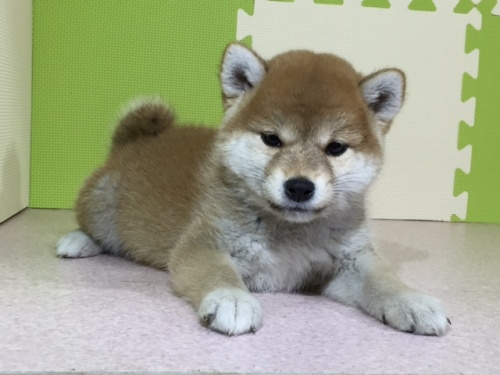 柴犬の子犬(ID:1262511018)の3枚目の写真/更新日:2016-05-16